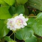 Passiflora ciliata Flower