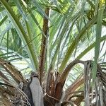 Butia paraguayensis Other