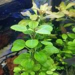 Ludwigia palustris برگ