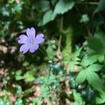 Geranium nodosumFlors