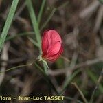 Lathyrus setifolius Floare