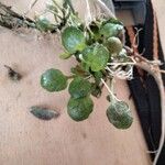 Nasturtium officinale Leaf