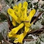 Corydalis aurea Fleur