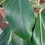 Oreopanax nymphaeifolius Hoja