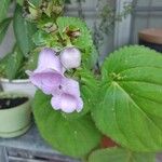 Gloxinia perennisKvět