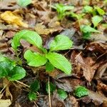 Pyrola elliptica পাতা