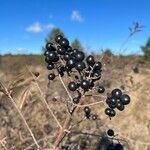 Ligustrum vulgare Плід