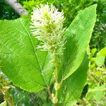 Fothergilla major Flower