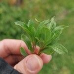 Polygonum cognatum Hoja