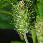 Acalypha arvensis Fruit