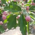 Malus coronaria Leaf