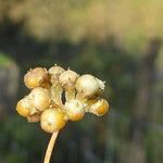 Cuscuta europaea 果