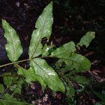 Touroulia guianensis 葉