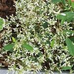 Euphorbia hypericifolia Květ