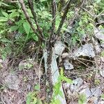 Hypericum frondosum Φλοιός
