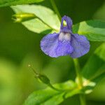 Mimulus ringens Flors