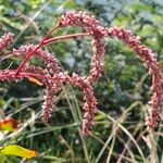 Persicaria lapathifolia Fula