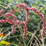 Persicaria lapathifolia Květ