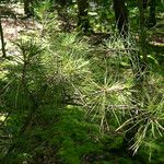 Pinus echinata موطن