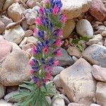 Echium albicans Flower