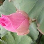 Nelumbo nucifera Flor