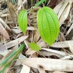 Miconia crenataLeaf