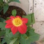 Dahlia coccinea Flor