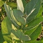 Calotropis gigantea Blatt