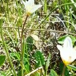 Gagea serotina Flower