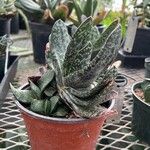 Gasteria pillansii Yaprak