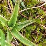 Pinguicula alpina Hoja