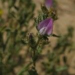 Ononis tridentata Flower