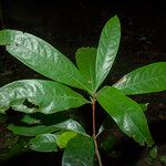 Aniba citrifolia برگ