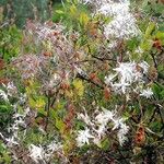 Clematis flammulaFlower