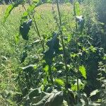 Rumex cristatus Leaf