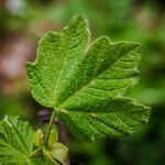 Acer neapolitanum Fulla