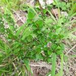 Cotoneaster horizontalis Leaf