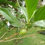 Morinda citrifolia Owoc