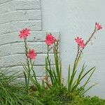 Watsonia borbonica Blüte