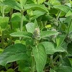 Stachys alpina Leaf