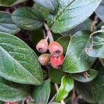 Cotoneaster franchetii ফল