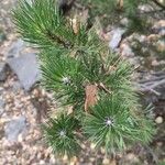 Pinus mugo Fuelha