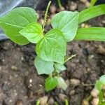 Peperomia pellucida Blad