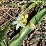 Nothoscordum bivalve Flor