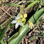 Nothoscordum bivalve Blomma