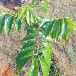 Ekebergia capensis 葉