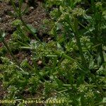 Valeriana echinata Hábitos