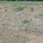 Mirabilis albida Hábitos