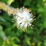 Veronicastrum virginicumFlower