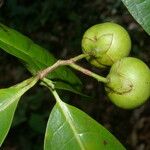 Bourreria costaricensis 果實